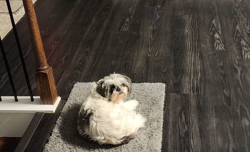 flooring dog